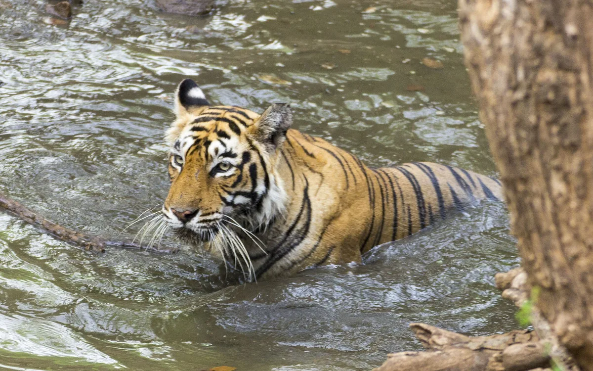 Ranthambore Safari Guide: Zones, Seasons and Booking Tips